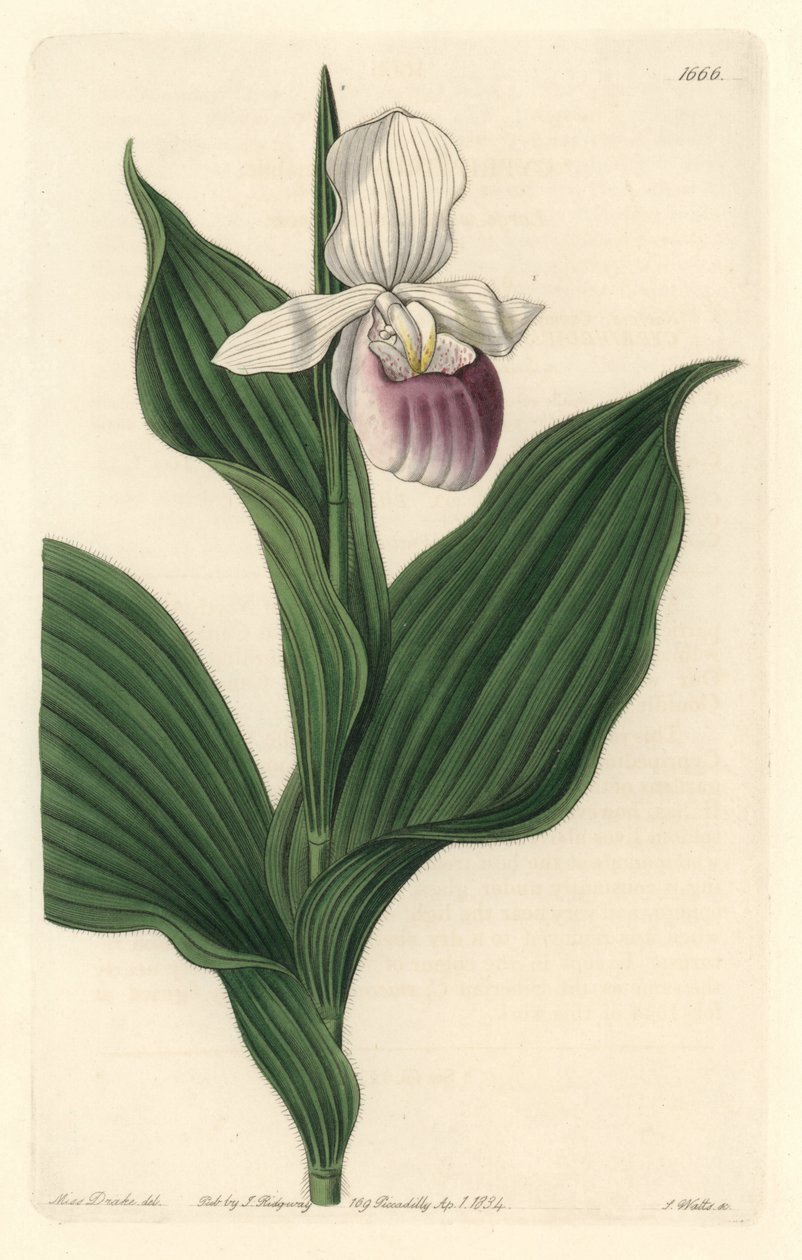 Orchidee, Koninklijke Cypripede, uit het Botanical Register door Sydenham Teast Edwards