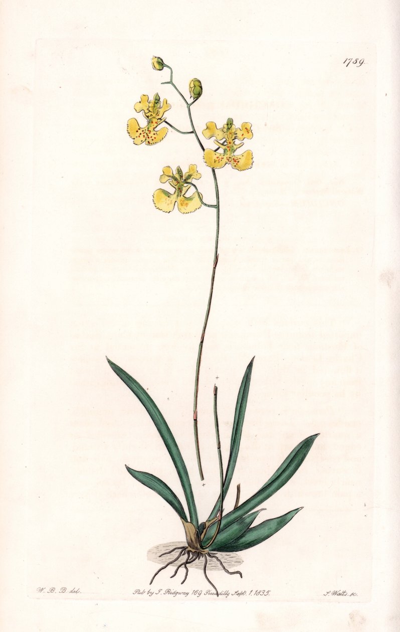 Tolumnia guianensis door Sydenham Teast Edwards