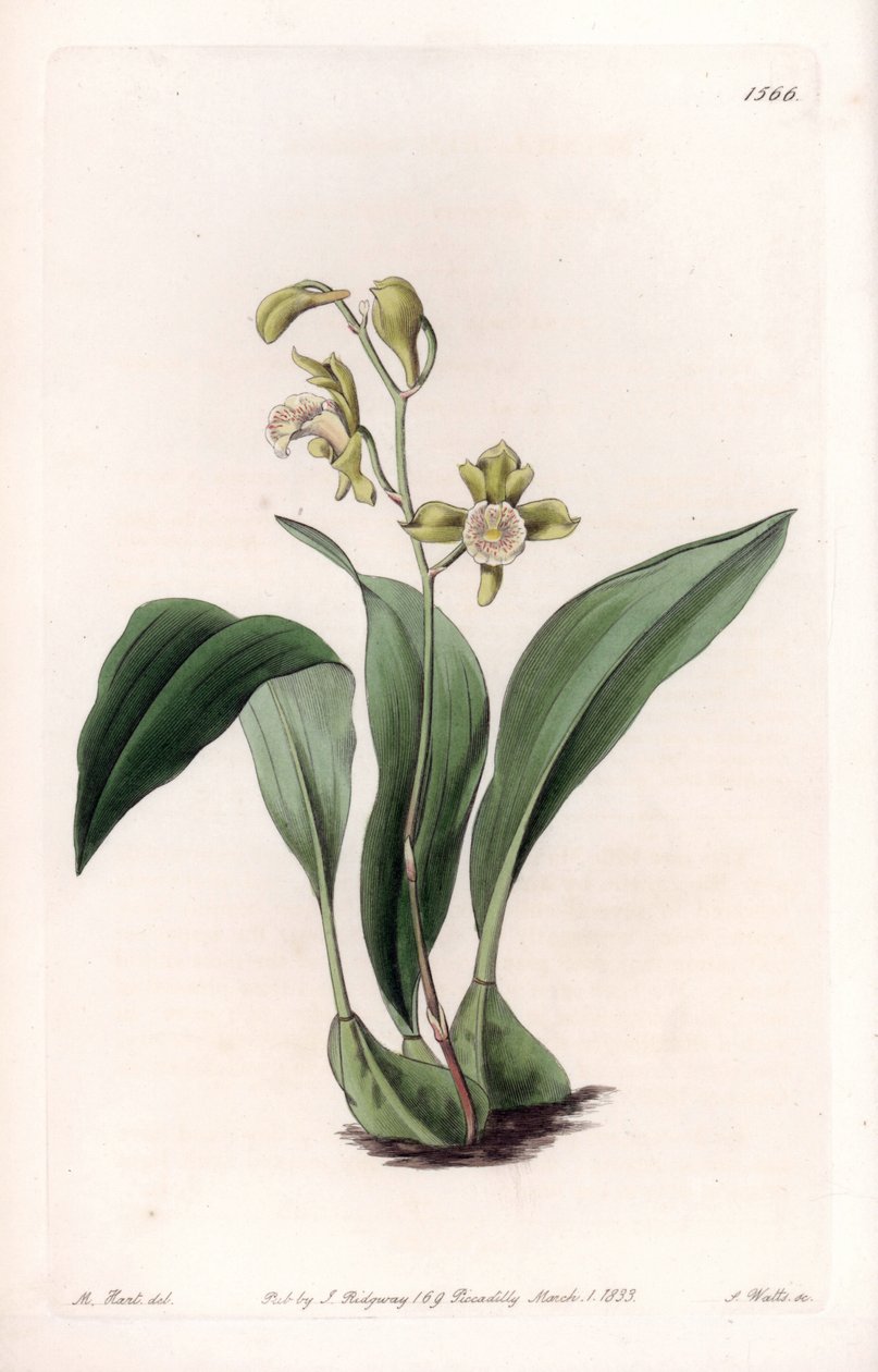Orchidee: maxillaire in trossen door Sydenham Teast Edwards