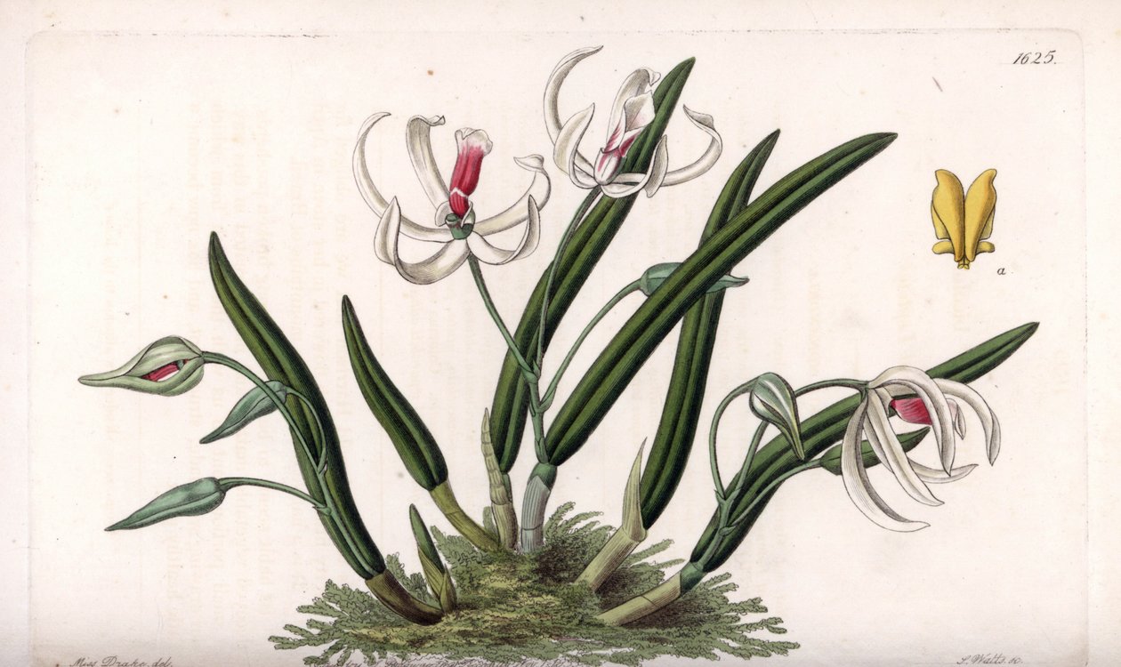 Orchidee: miniatuurvariëteit van leptotes - Plaat gegraveerd door S.Watts, uit een illustratie van Sarah Anne Drake, uit het Botanical Register van Sydenham Edwards, Engeland door Sydenham Teast Edwards