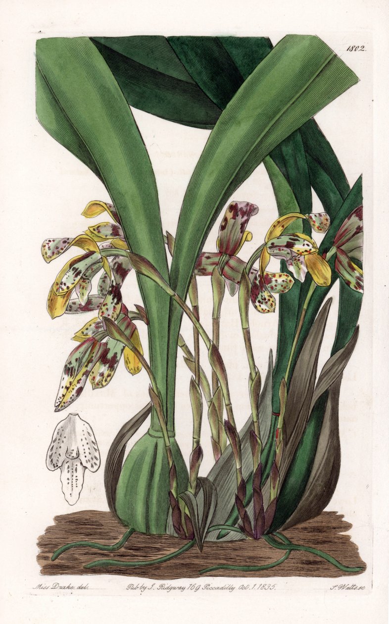 Orchidee: variëteit van maxillaria, inheems in Zuid-Amerika door Sydenham Teast Edwards