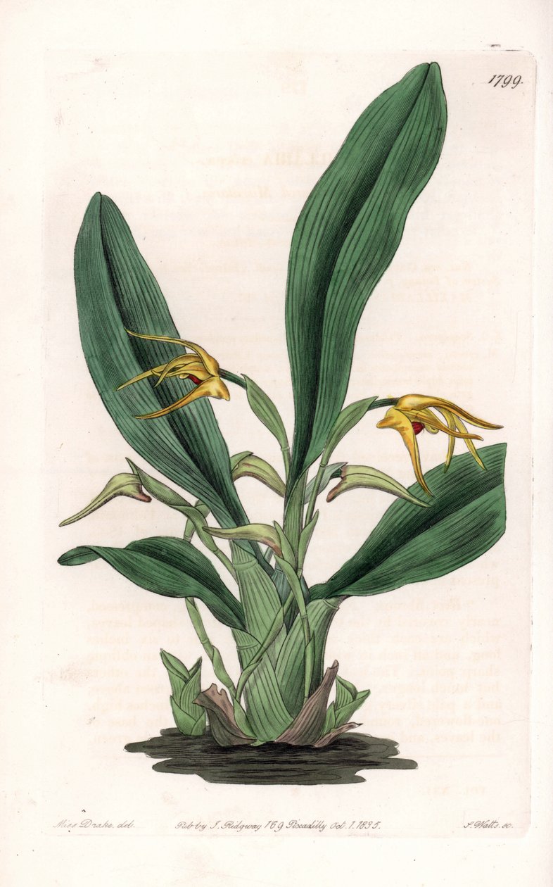 Orchidee: variëteit van maxillaria, inheems in tropisch Amerika door Sydenham Teast Edwards