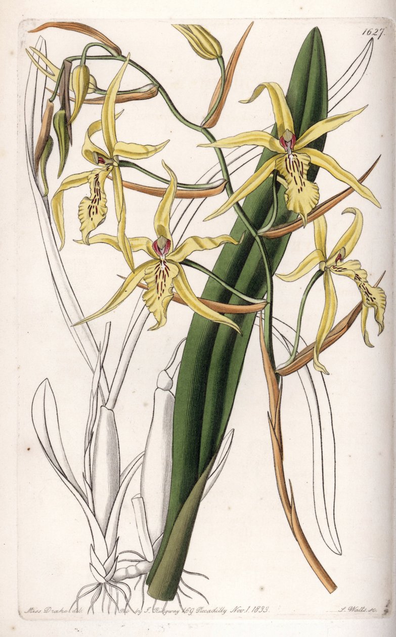 Orchidee: variëteit van miltonia of milt - Plaat gegraveerd door S.Watts, naar een illustratie van Sarah Anne Drake (1803-1857), uit het Botanical Register van Sydenham Edwards (1768-1819), Engeland door Sydenham Teast Edwards