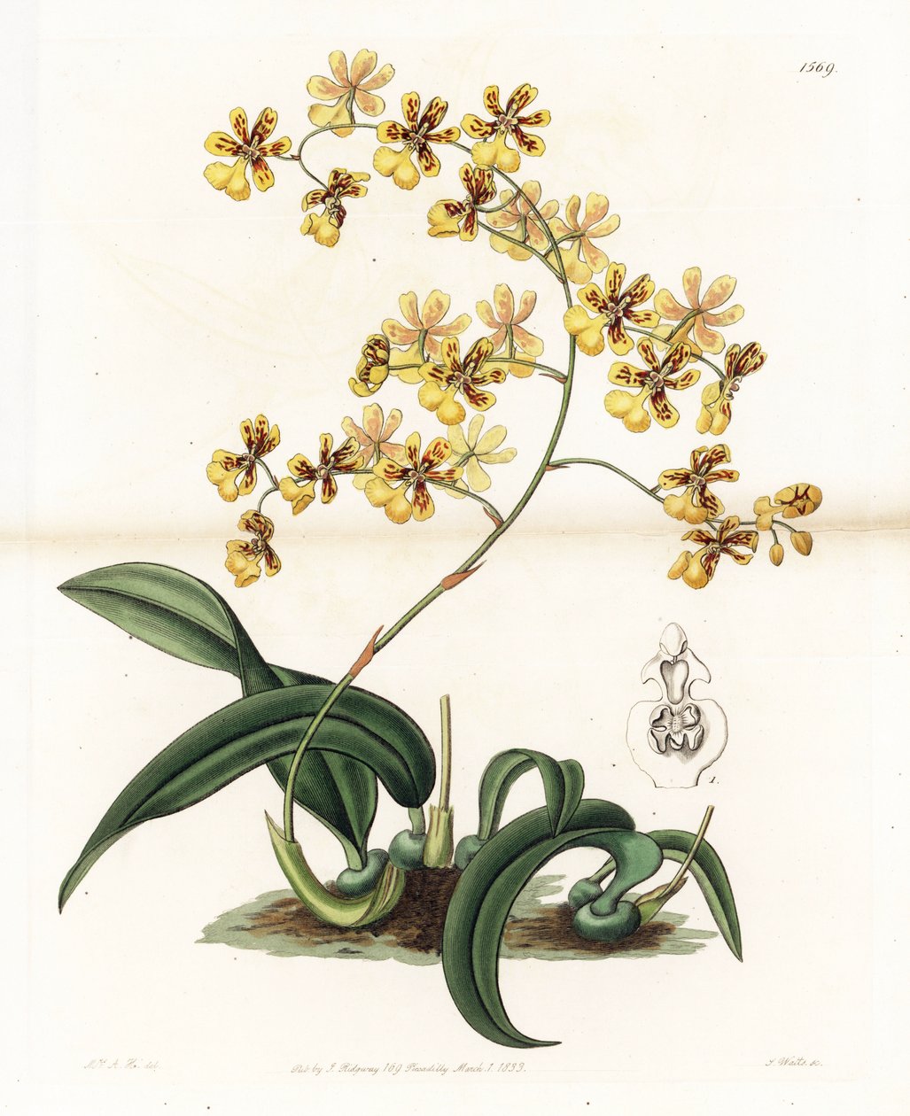 Orchidee: variëteit van epifytische oncidium uit Brazilië - Plaat gegraveerd door S. Watts, naar een illustratie van Sarah Anne Drake (1803-1857), uit het Botanical Register van Sydenham Edwards (1768-1819), Engeland door Sydenham Teast Edwards