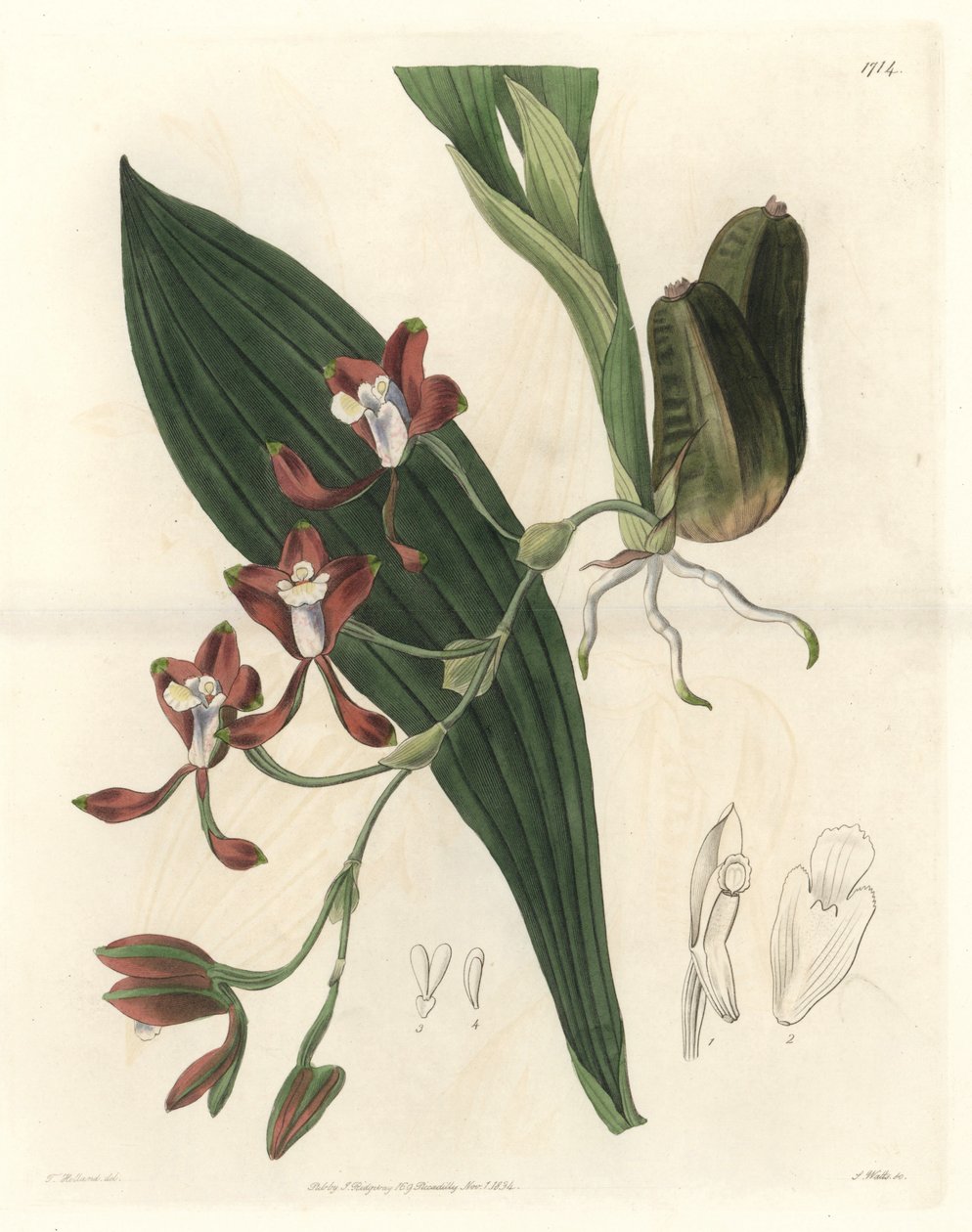 Orchidee Batemannia, afkomstig uit Guyana - Water forte door S. Watts uit een illustratie van T. Holland, uit het Botanical Register door Sydenham Teast Edwards