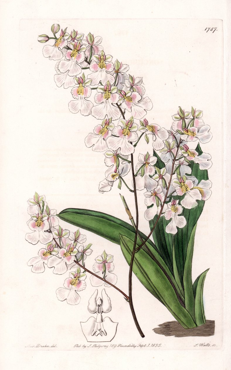 Orchidee Tolumnia pulchella, endemisch in Jamaica - Gegraveerd door S.Watts, uit een illustratie van Sarah Anne Drake (1803-1857), uit het Botanical Register van Sydenham Edwards (1768-1819), Engeland door Sydenham Teast Edwards