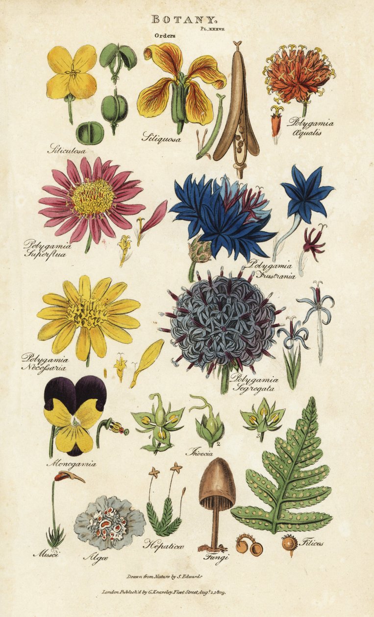 Orden van bloemen: Siliculosa, Seliquosa, Polygamia, Monogamia, Filicus, Fungi, enz. Handgekleurde kopergravure naar Sydenham Edwards uit John Mason Good
