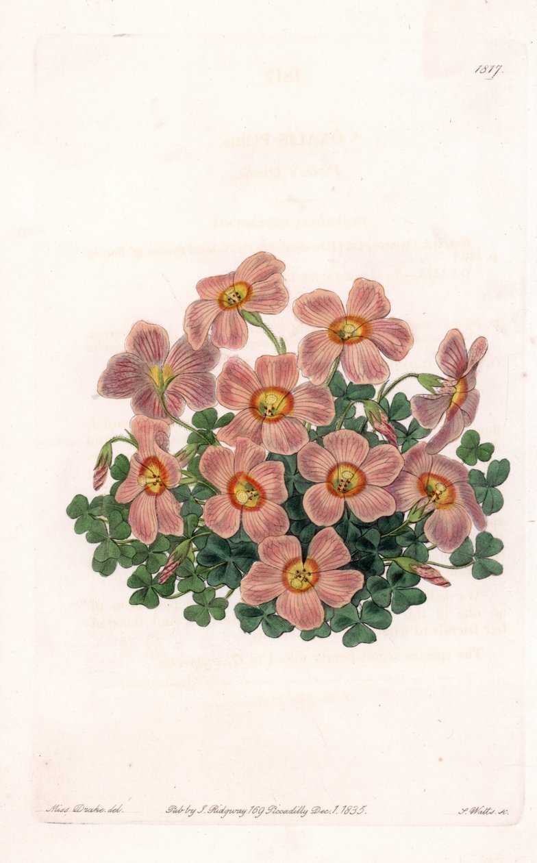 Oxalis Variete - uit het Botanical Register van Sydenham Edwards (1768-1819), Engeland door Sydenham Teast Edwards