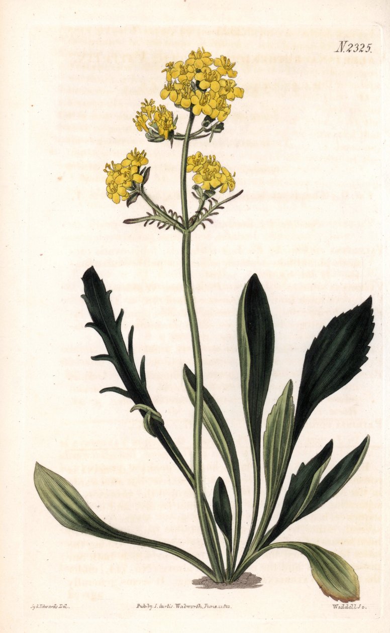 Patrinia sibirica (Altaïsche valeriaan, Valeriana ruthenica) - uit Samuel Curtis