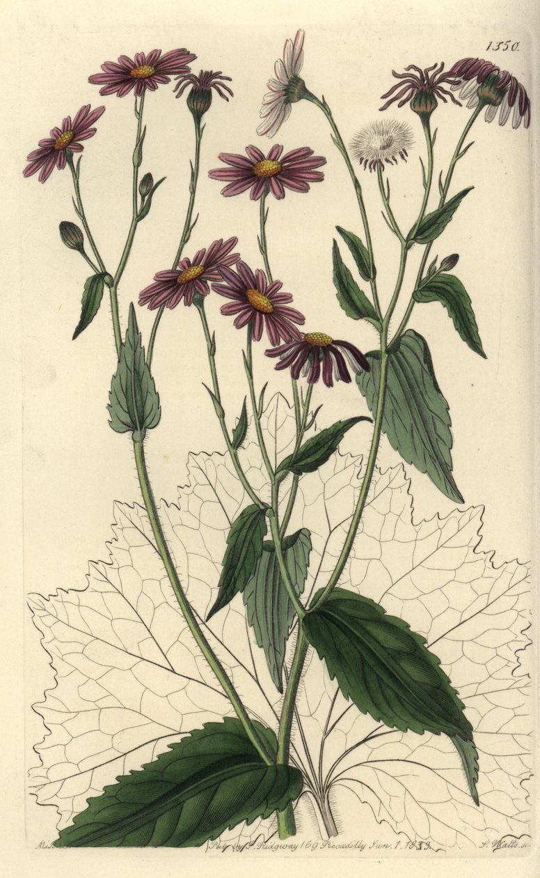 Pericallis tussilaginis (Hoefbladbladige kruiskruid, Senecio tussilaginis) door Sydenham Teast Edwards