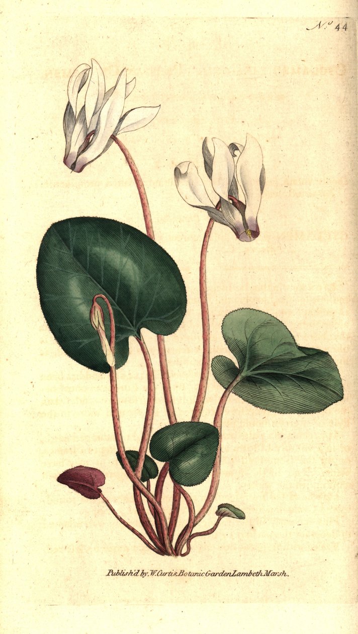 Perzische cyclamen of cyclamen bloemisten - Perzische cyclamen, Cyclamen persicum. Handgekleurde kopergravure naar een botanische illustratie door James Sowerby uit William Curtis