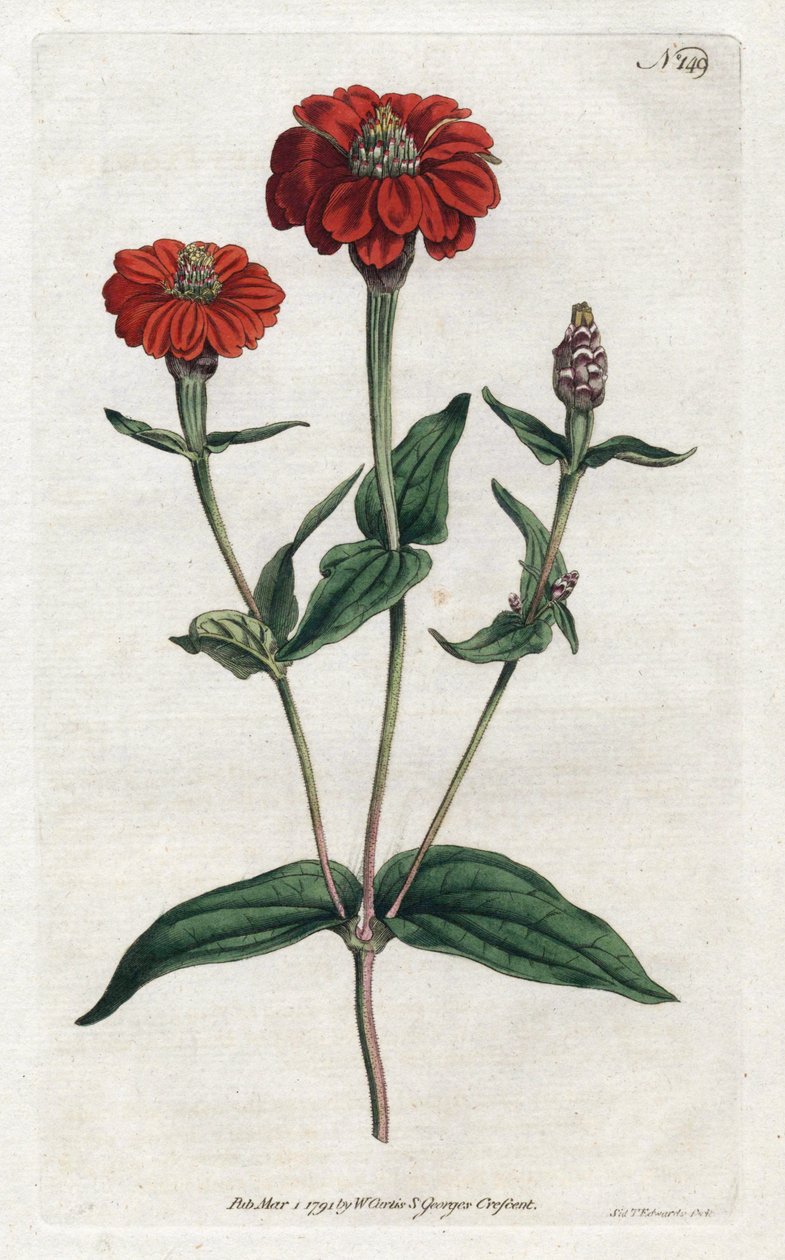 Peruaanse zinnia of bresine - uit het Botanical Magazine van William Curtis (1746-1799) door Sydenham Teast Edwards