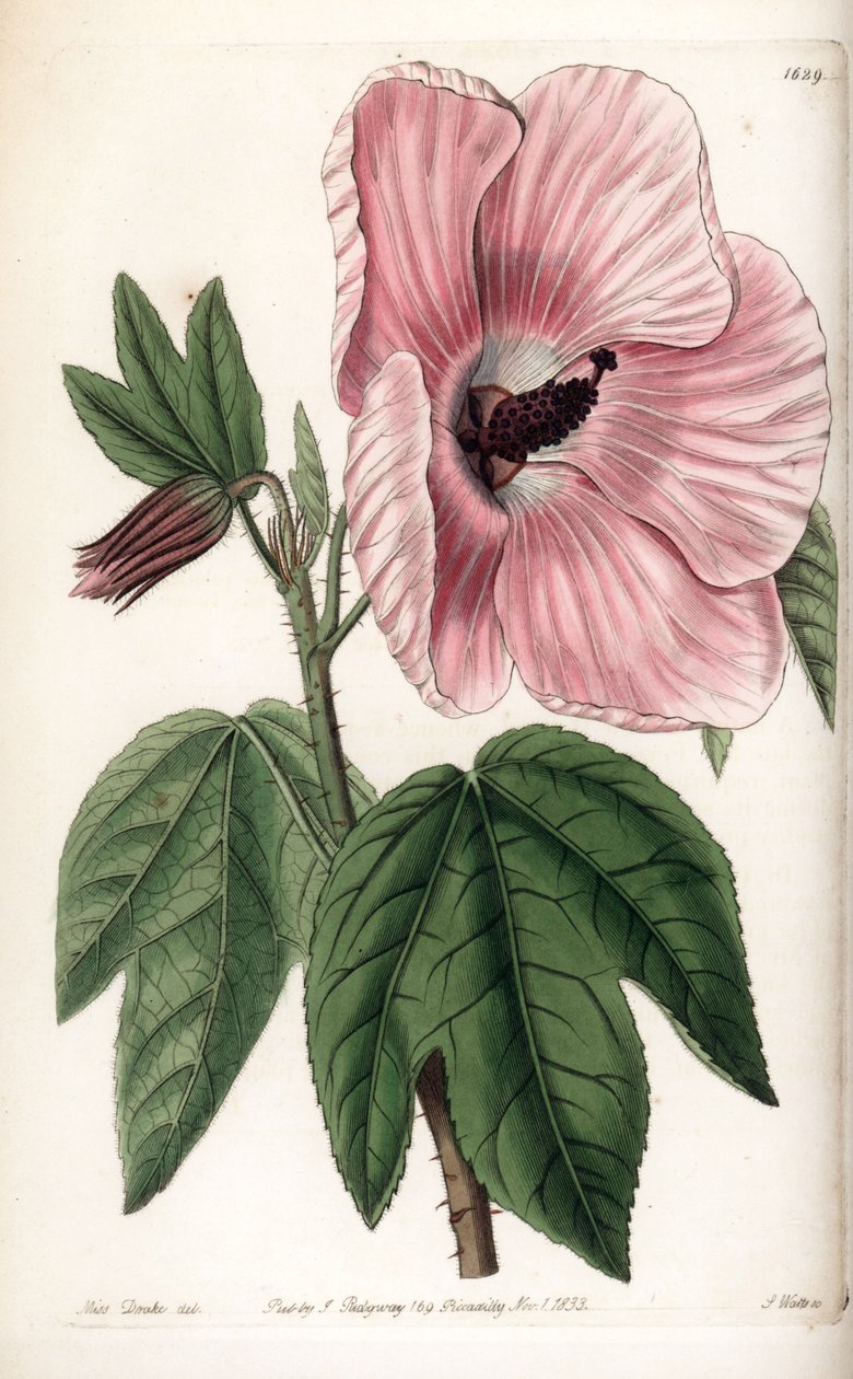 Roze hibiscus door Sydenham Teast Edwards