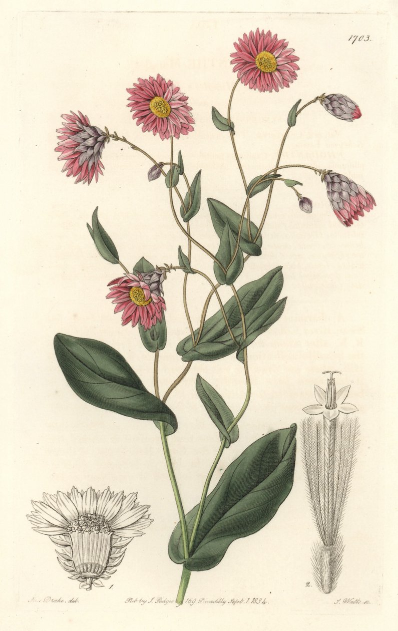 Roze rhodanthe, afkomstig uit Australië - Sterk water door S. Watts naar een illustratie van Sarah Anne Drake (1803-1857), uit het Botanical Register door Sydenham Teast Edwards