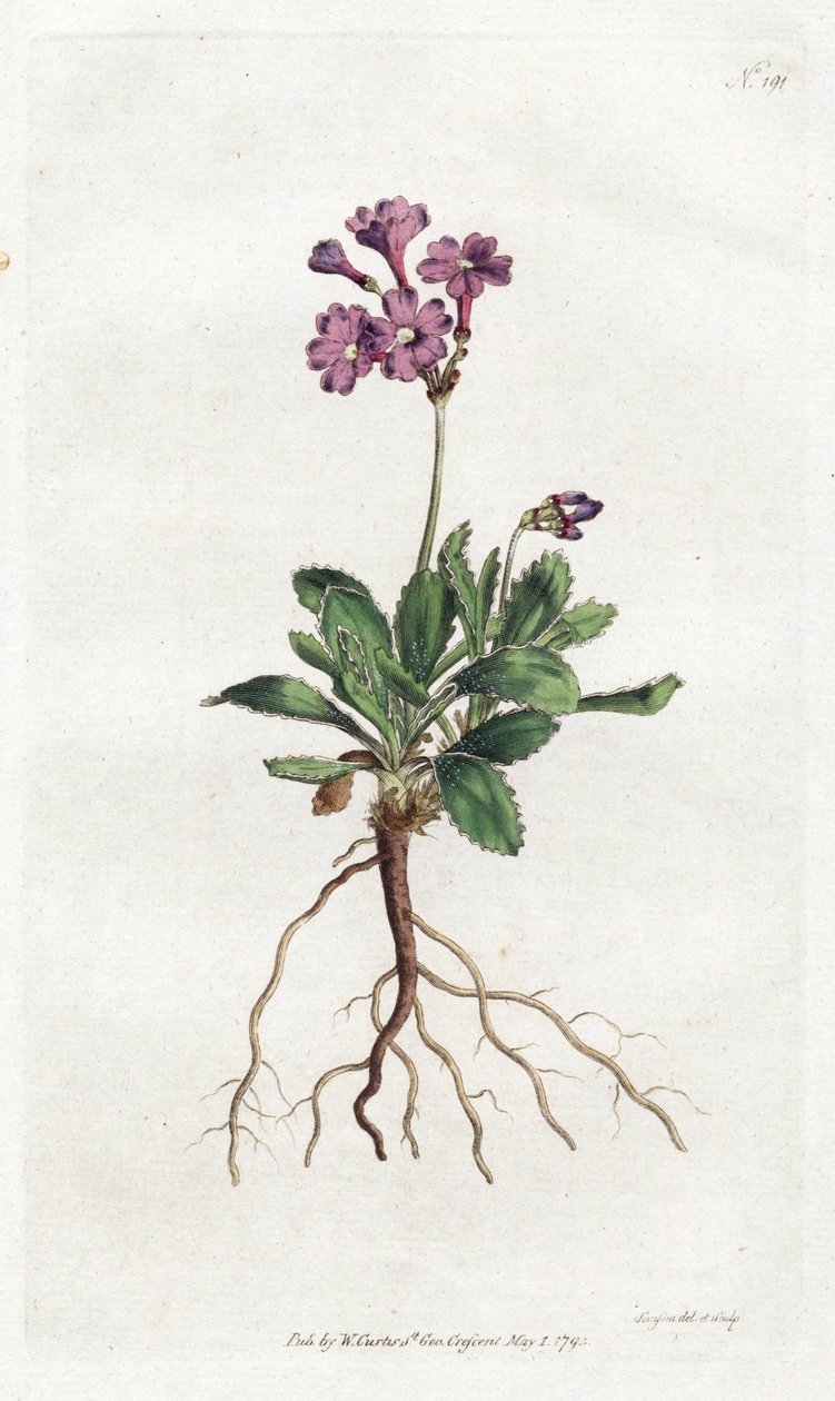 Primevere marginee - Lithografie door Sydenham Edwards (1768-1819), plaat uit William Curtis