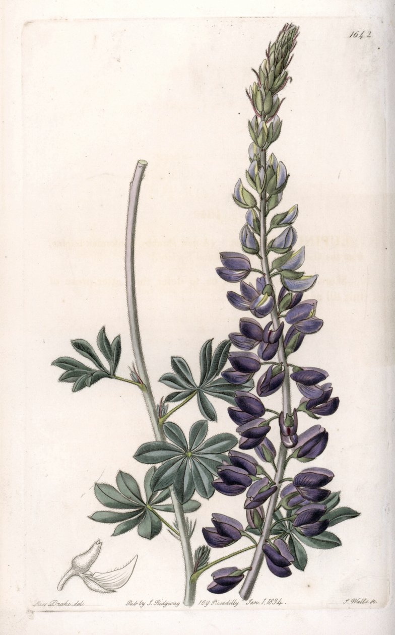 Paarse Lupine Variete - Gegraveerd door S.Watts, naar een illustratie van Sarah Anne Drake (1803-1857), uit het Botanical Register van Sydenham Edwards (1768-1819), Engeland door Sydenham Teast Edwards