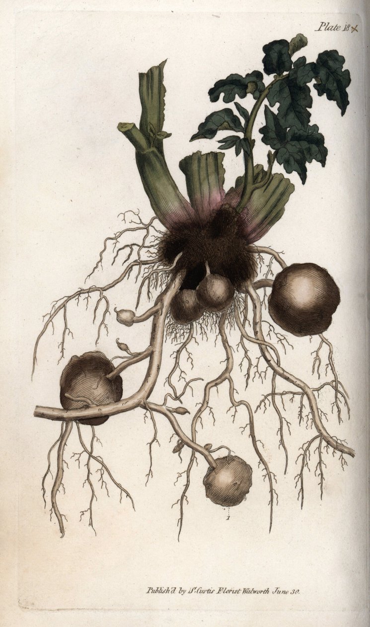 Wortels en knollen van een pootaardappel. Gekleurde kopergravure, illustratie door Sydenham Edwards voor Conferences of Botanical, Botanical Garden of Lambeth door Sydenham Teast Edwards