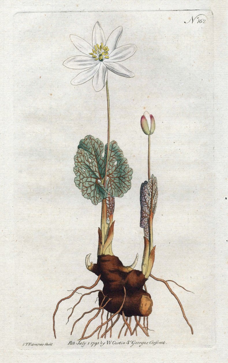 Sanguinaire du Canada - Lithografie door Sydenham Edwards (1768-1819), plaat uit William Curtis