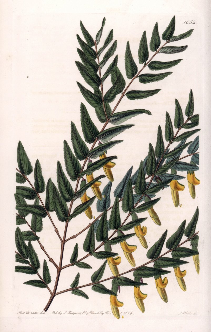 Scotia een gladde takken - Plaat gegraveerd door S.Watts, uit een illustratie van Sarah Anne Drake, uit het Botanical Register van Sydenham Edwards, Engeland door Sydenham Teast Edwards