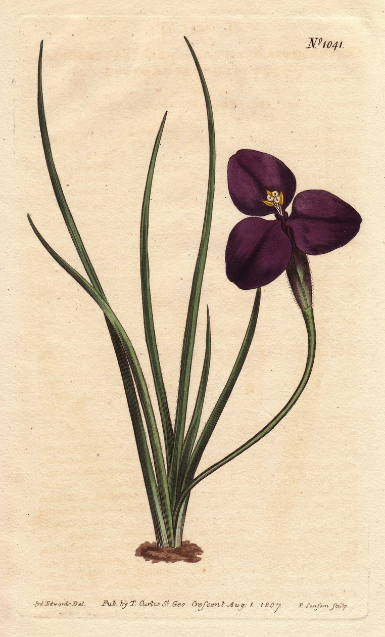 Zijdeachtige patersonia met donkerpaarse bloem. Genoemd naar kolonel Paterson, die de Australische flora bestudeerde. Zijdeachtige patersonia met donkerpaarse bloem. Inheems in Australië. Genoemd naar kolonel Paterson, de assistent-gouverneur van New South door Sydenham Teast Edwards
