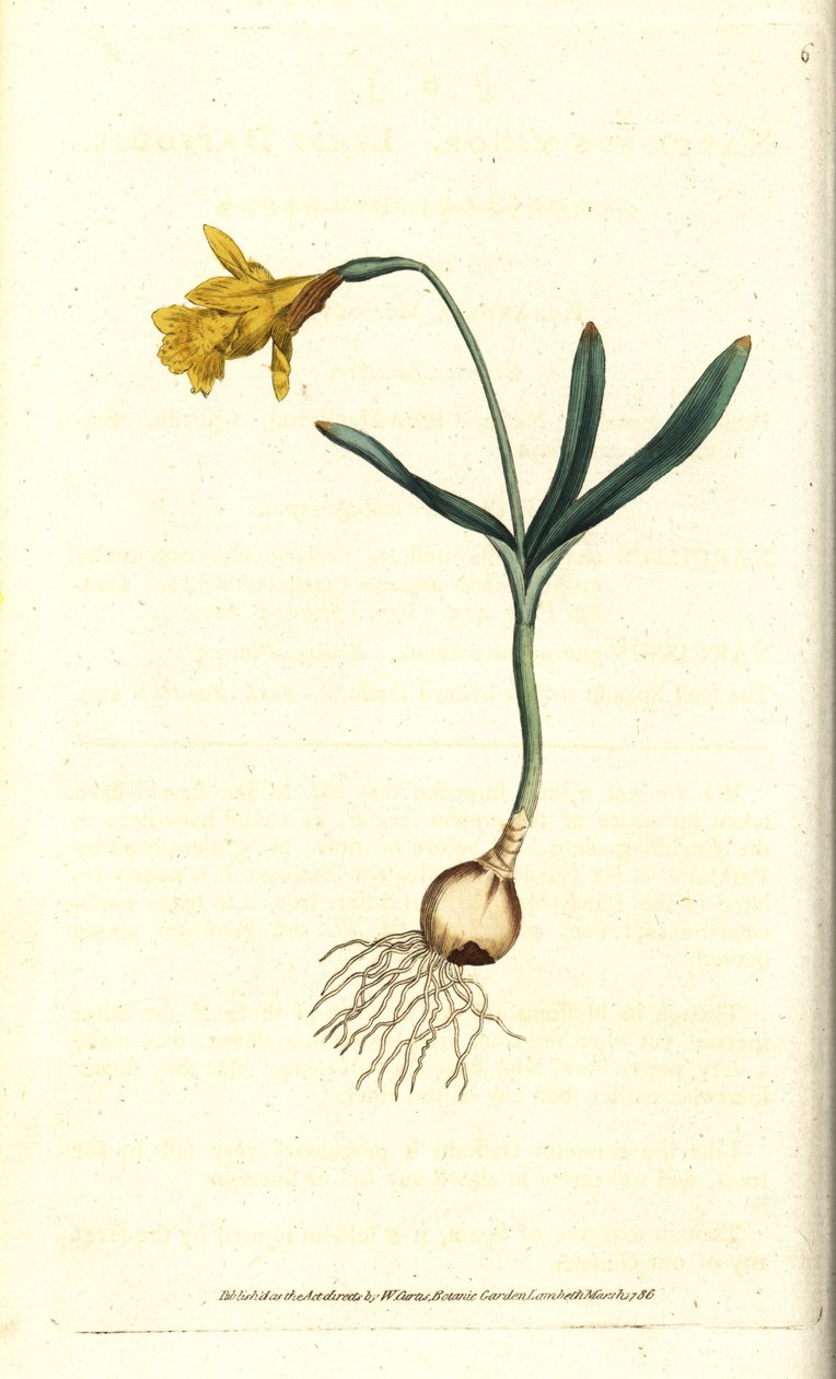 Kleine narcis - Kleinste narcis, Narcissus pseudonarcissus subsp. minor (Narcissus minor). Handgekleurde kopergravure naar een botanische illustratie door James Sowerby uit William Curtis