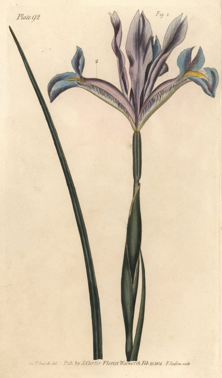 Spaanse iris, Iris xiphium. Handgekleurde kopergravure door F. Sansom van een botanische illustratie door Sydenham Edwards voor William Curtis