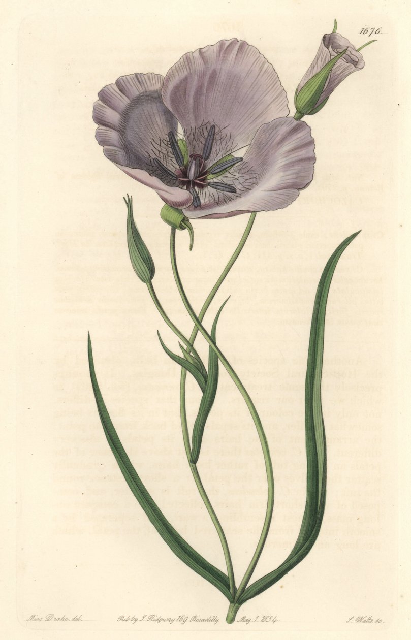Prachtige calochorte (prachtige mariposa), inheems in Californië door Sydenham Teast Edwards