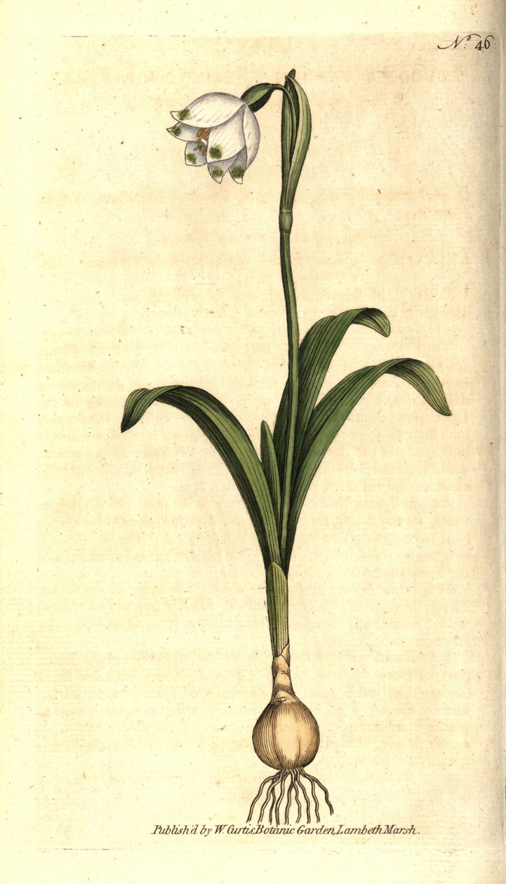Lenteklokje, Leucojum vernum door Sydenham Teast Edwards