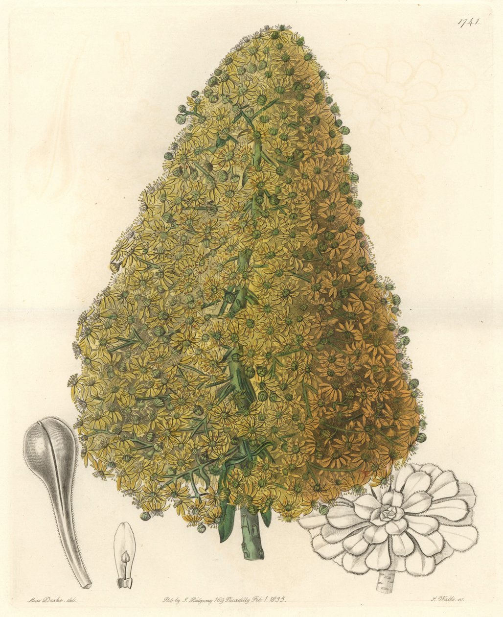 Vetplant, bloem van Aenium, afkomstig van de Canarische Eilanden - Sterk water door S. Watts naar een illustratie van Sarah Anne Drake (1803-1857), uit het Botanical Register door Sydenham Teast Edwards