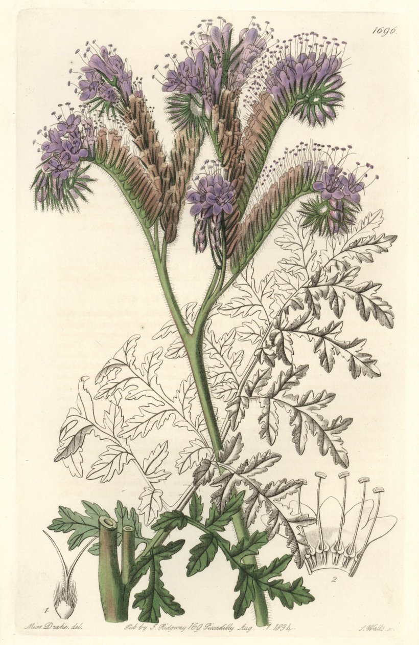 Tansy leaf phacelia, afkomstig uit Californië - Water forte door S. Watts uit een illustratie van Sarah Anne Drake (1803-1857), uit het Botanical Register door Sydenham Teast Edwards