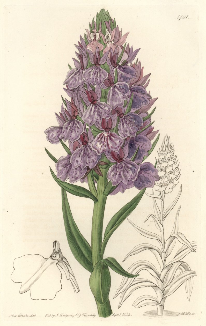 Terrestrische orchidee, endemisch op het eiland Madeira door Sydenham Teast Edwards