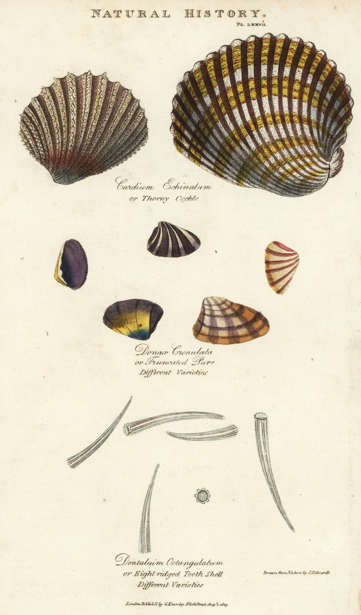 Doornige kokkel, Cardium echinatum, afgeknotte purr, Donax crenulata, en achtkantige tandenschelp, Dentalium octangulatum. Handgekleurde kopergravure naar Sydenham Edwards uit John Mason Good