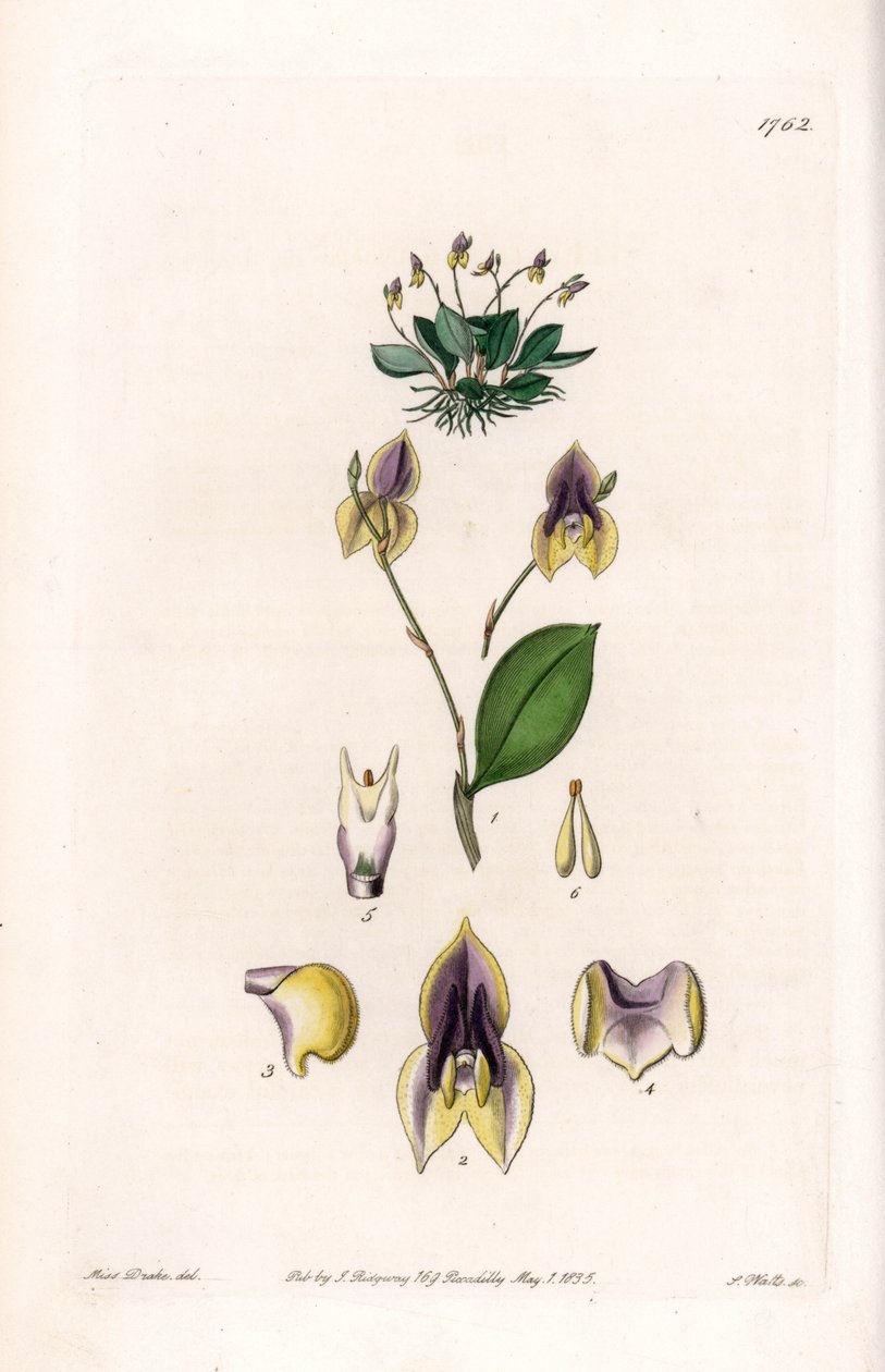 Drie tanden Lepanthe - Plaat gegraveerd door S. Watts, naar een illustratie van Sarah Anne Drake (1803-1857), uit het Botanical Register van Sydenham Edwards (1768-1819), Engeland door Sydenham Teast Edwards