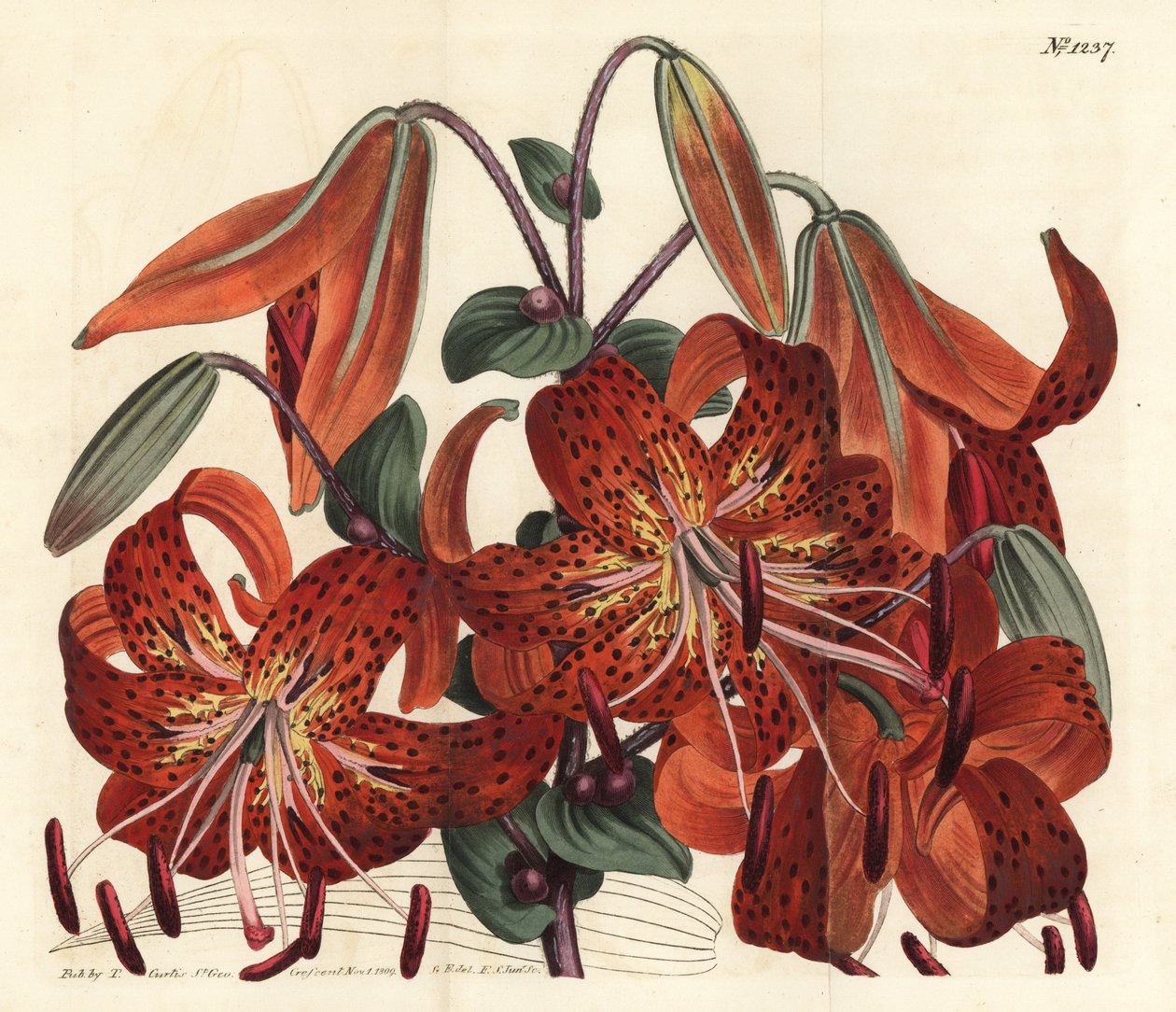 Tijgerlelie, Lilium lancifolium (Tijger-gevlekte Chinese lelie, Lilium tigrinum) door Sydenham Teast Edwards