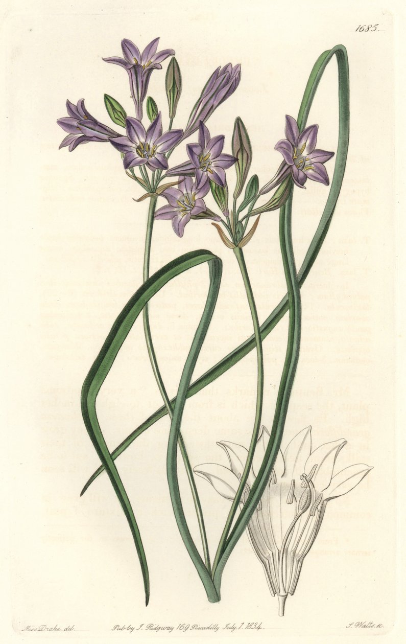 Triteleia of brodiacea lache, uit het Botanical Register door Sydenham Teast Edwards