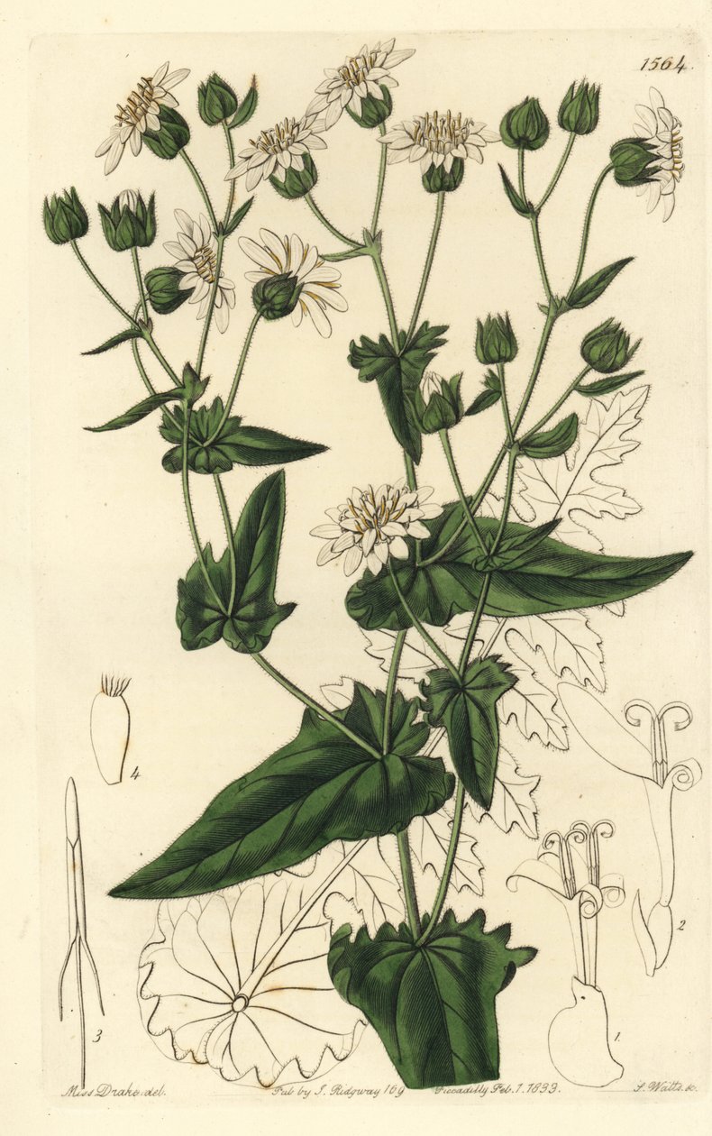 Turnip-leaved musk-succory, Moscharia pinnatifida, uit het Botanical Register door Sydenham Teast Edwards