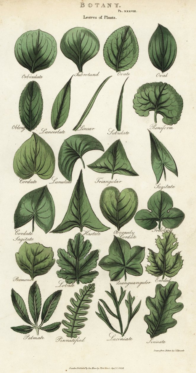 Soorten bladeren van planten. Handgekleurde kopergravure naar Sydenham Edwards uit John Mason Good