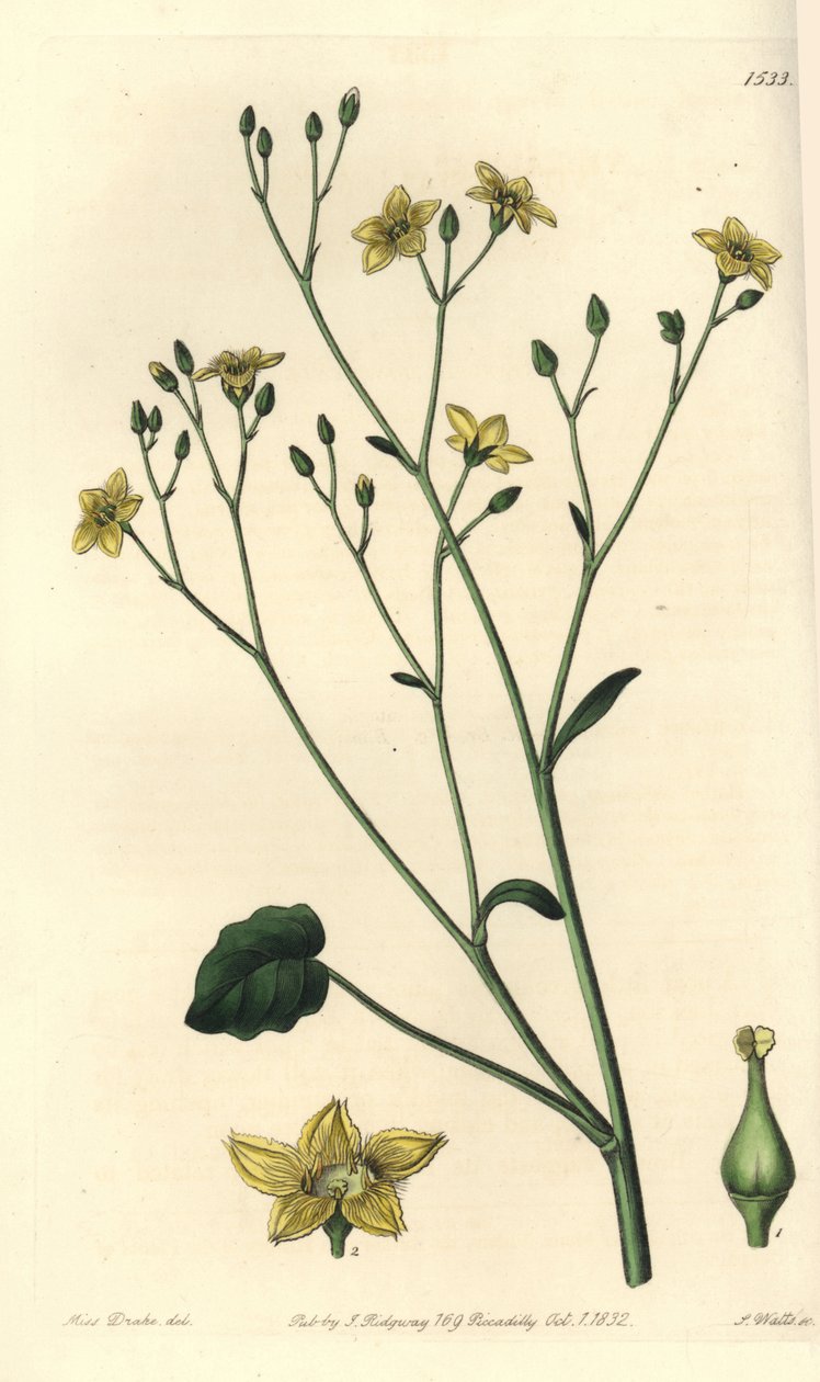 Ornduffia reniformis door Sydenham Teast Edwards