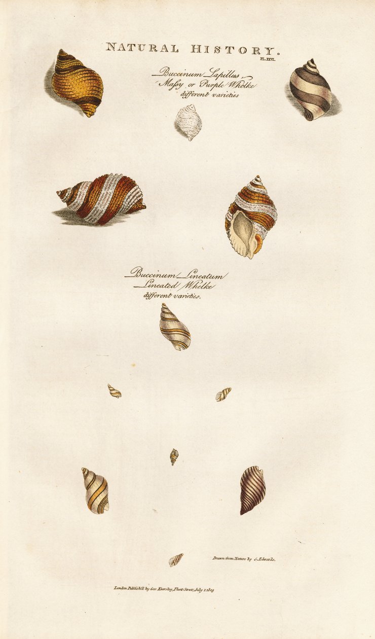 Diverse soorten wulken door Sydenham Teast Edwards