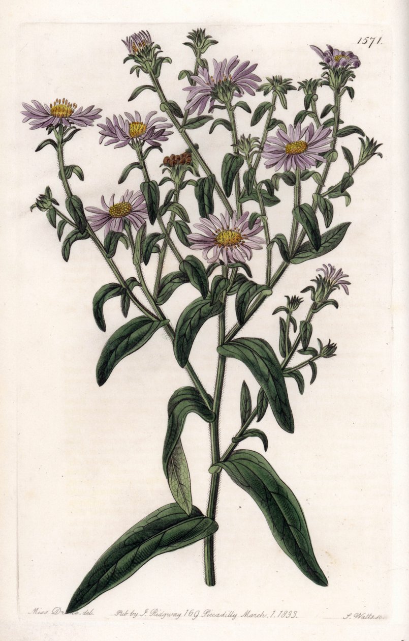 Virginia Aster of Oogster - Plaat gegraveerd door S.Watts, uit een illustratie van Sarah Anne Drake, uit het Botanical Register van Sydenham Edwards, Engeland door Sydenham Teast Edwards