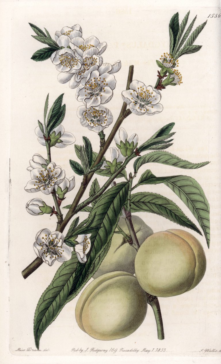 Witte pecher - Plaat gegraveerd door S.Watts, naar een illustratie van Sarah Anne Drake (1803-1857), uit het Botanical Register van Sydenham Edwards (1768-1819), Engeland door Sydenham Teast Edwards