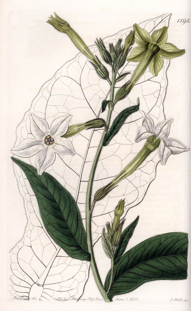 Vleugeltabak of sierlijke tabak - Plaat gegraveerd door S.Watts, naar een illustratie van Sarah Anne Drake (1803-1857), uit het Botanical Register van Sydenham Edwards (1768-1819), Engeland door Sydenham Teast Edwards