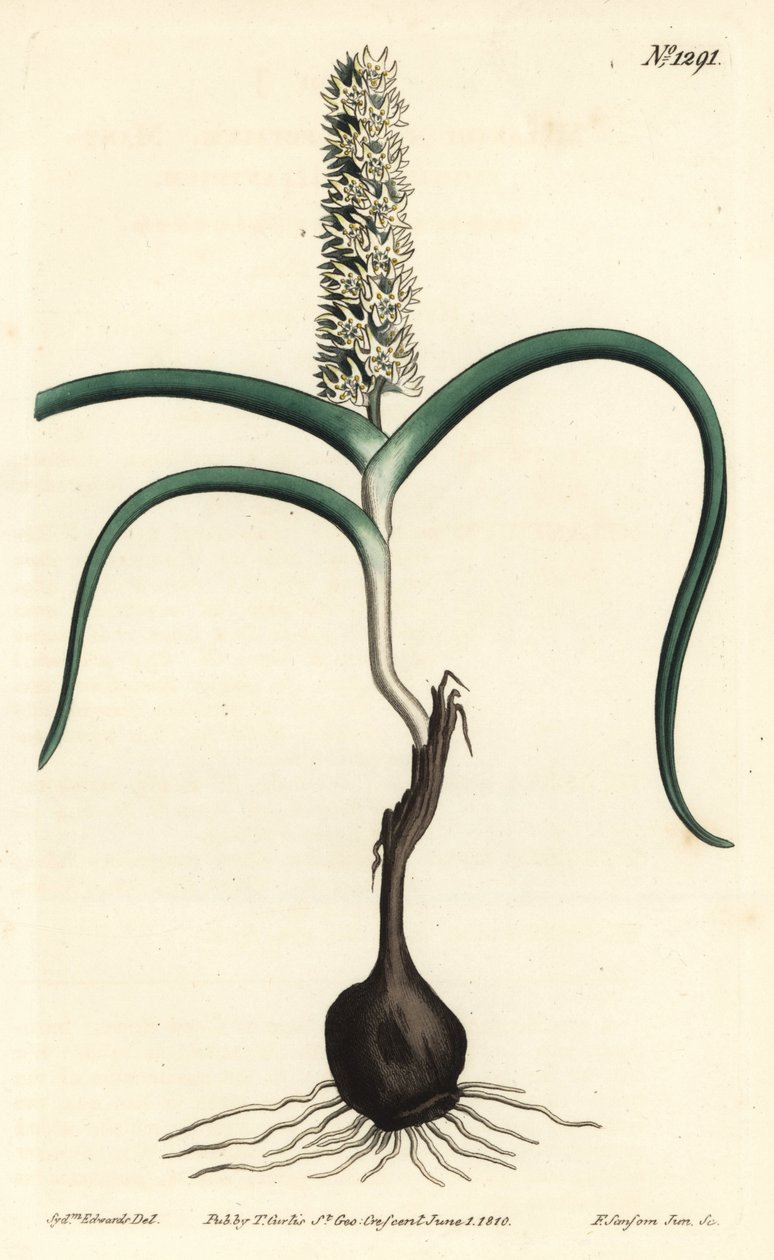 Wurmbea monopetala, uit het Botanical Magazine door Sydenham Teast Edwards