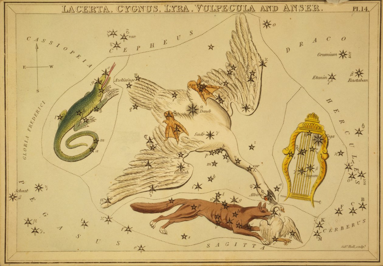 Lacerta, Cygnus, Lyra, Vulpecula en Anser, Illustratie uit 