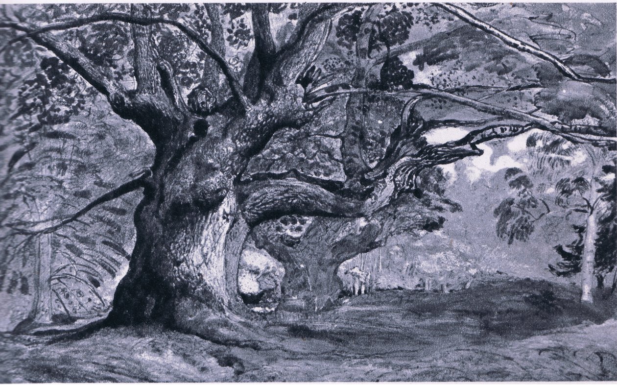 De Panshanger Eik, Hertfordshire, Natuur in Groot-Brittannië gepubliceerd door Collins, 1946 door T. Medland