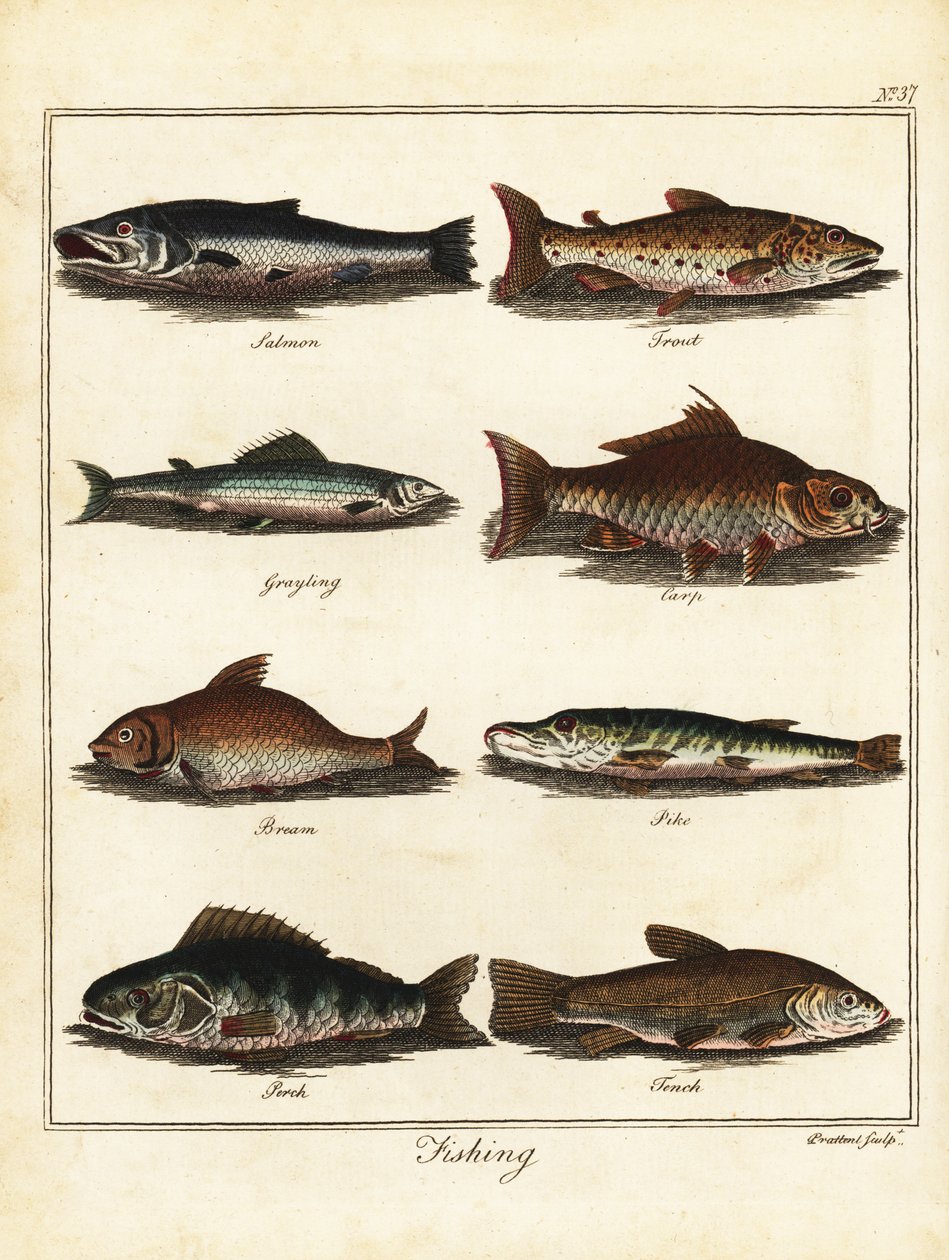 Vissen: zalm, forel, vlagzalm, karper, brasem, snoek, baars, tenc 1792 door T. Prattent