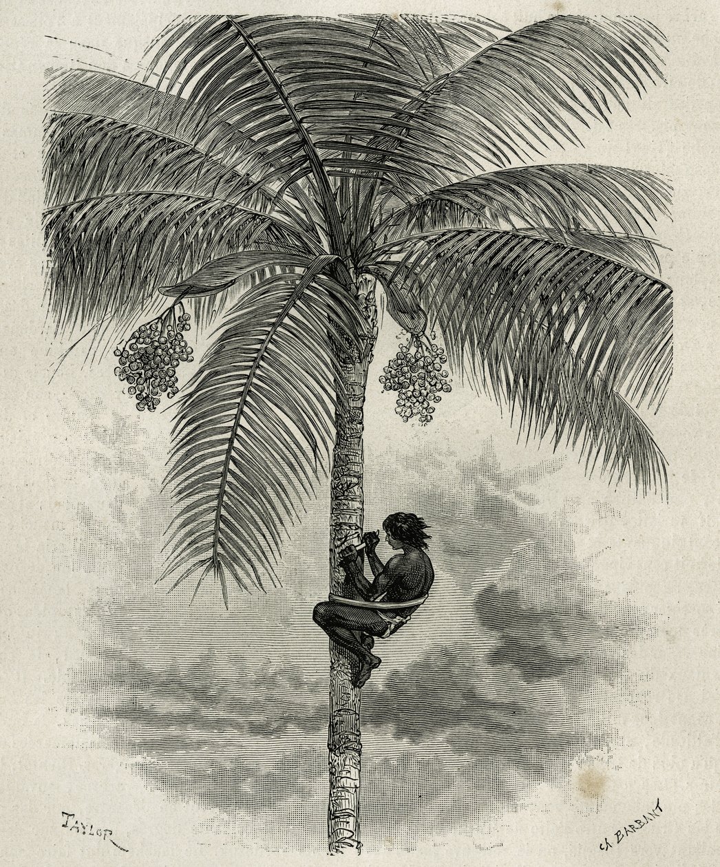 De oogst van de was van de ceroxylon palm, in Quindio (Colombia), gravure door Taylor en Ferdinandus, ter illustratie van het verhaal L