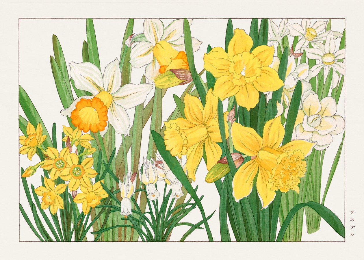 Narcis van "Seiyou Sokazufu". door Tanigami Konan