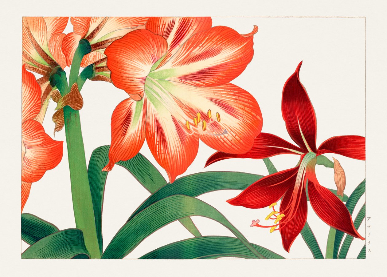 Vintage amaryllisbloem van "Seiyou Sokazufu". door Tanigami Konan