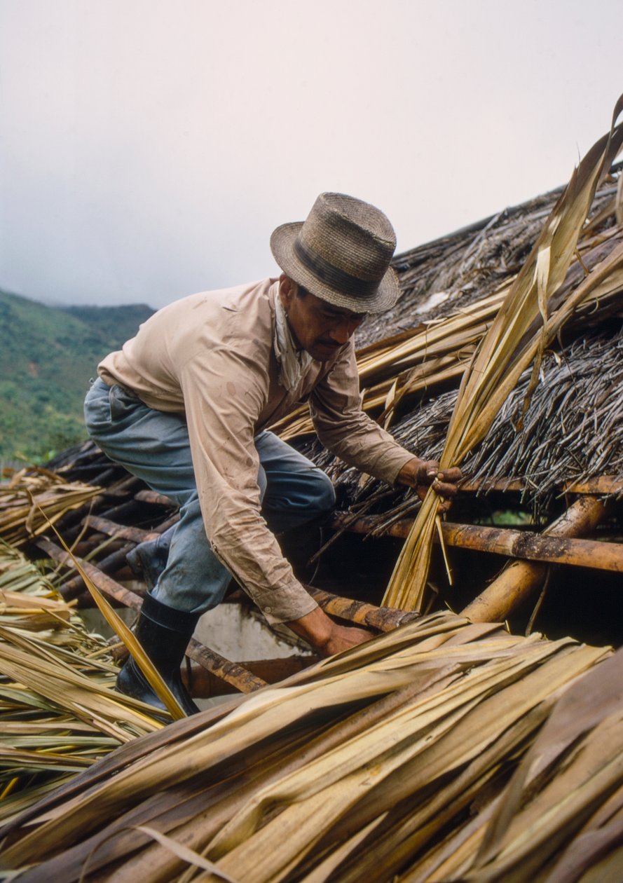 Een Colombiaanse boer dekt zijn dak met suikerrietbladeren - nabij Pamira, Colombia door Ted Spiegel